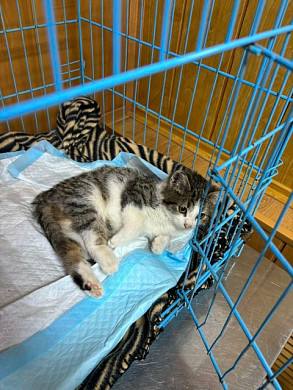 Под аркой колеса в Иванове нашли травмированного котенка